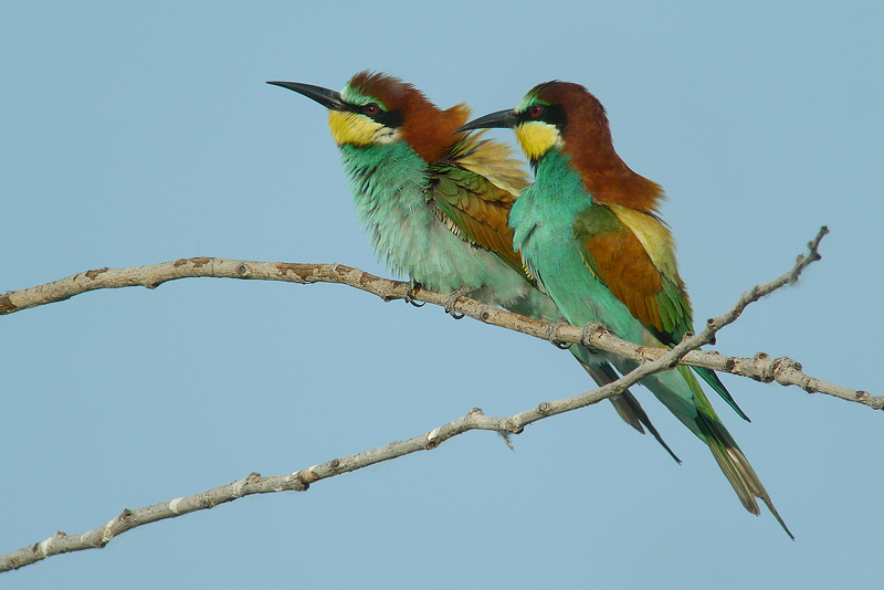 Gruccione in Digiscoping